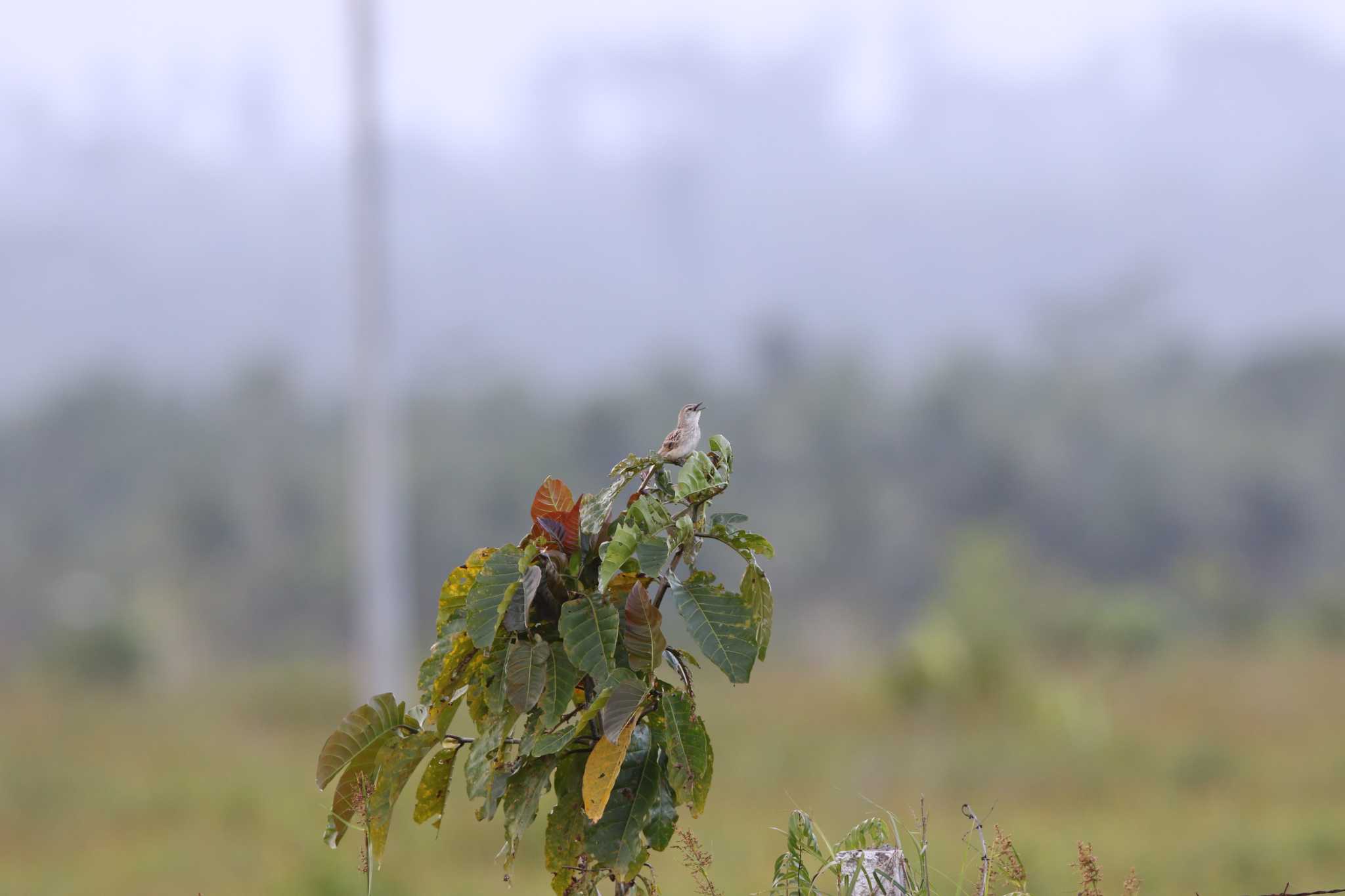 Photo of Striated Grassbird at Bislig Old Airport(PHILIPPINE) by Trio