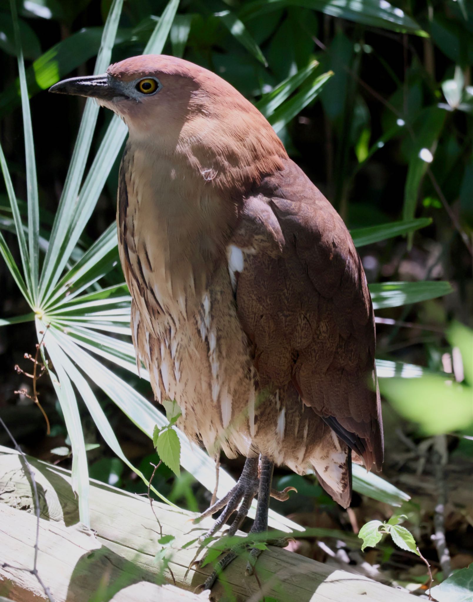 Japanese Night Heron