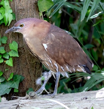 Japanese Night Heron Ukima Park Fri, 4/19/2024