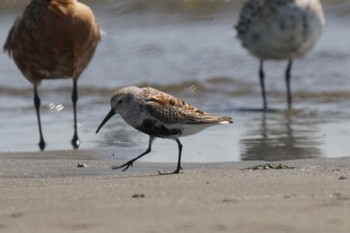 ハマシギ ふなばし三番瀬海浜公園 2024年4月19日(金)