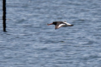 Eurasian Oystercatcher Sambanze Tideland Sat, 4/13/2024