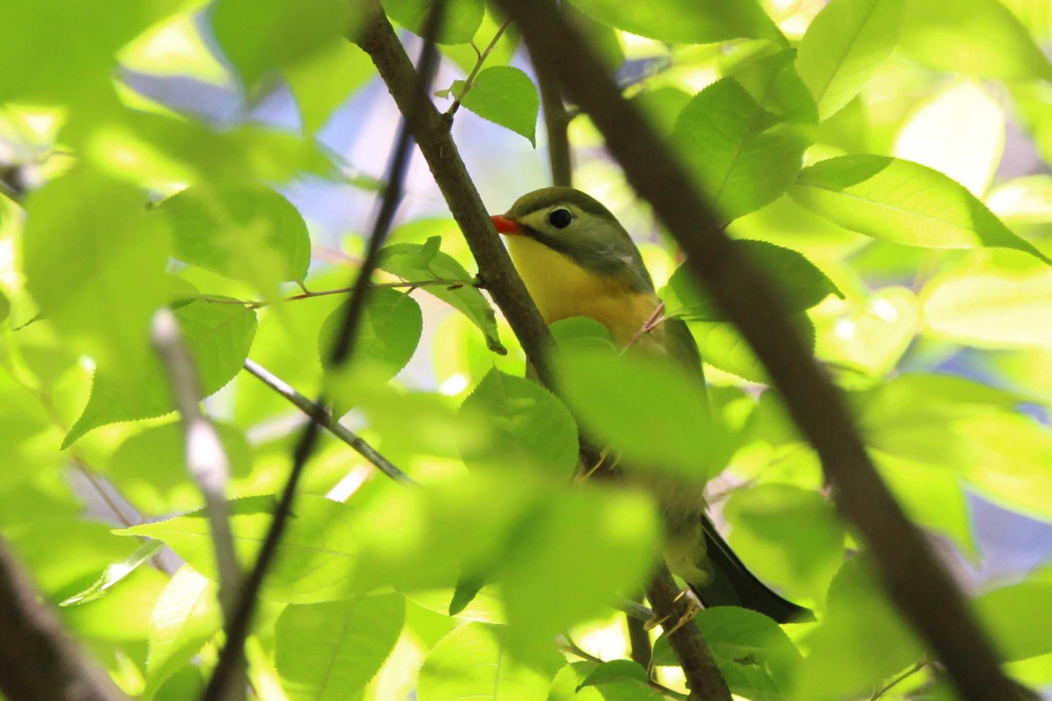 Photo of Red-billed Leiothrix at 交野市国見山 by Ryoji-ji