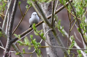 シマエナガ 真駒内公園 2024年4月19日(金)