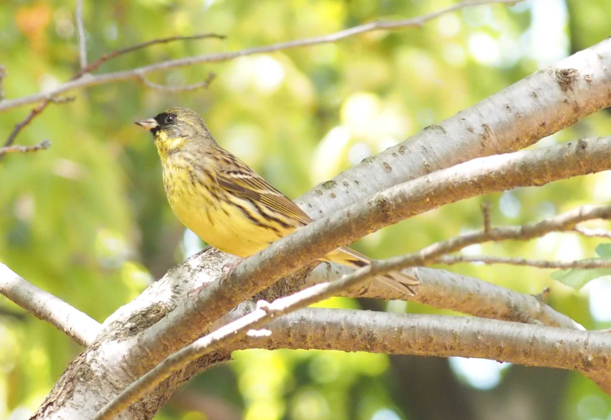 Photo of Masked Bunting at Osaka castle park by マル