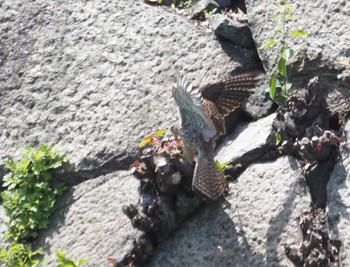 Common Kestrel Osaka castle park Fri, 4/19/2024