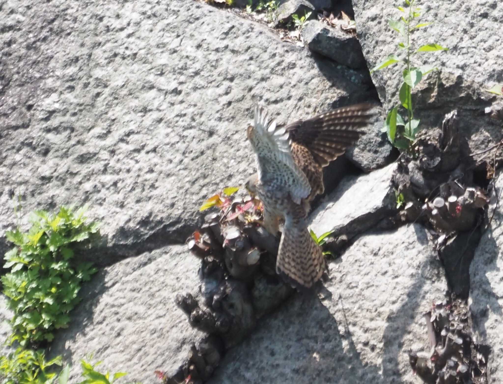 Photo of Common Kestrel at Osaka castle park by マル