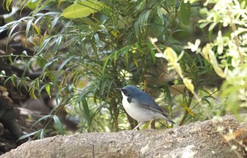 Siberian Blue Robin Osaka castle park Fri, 4/19/2024