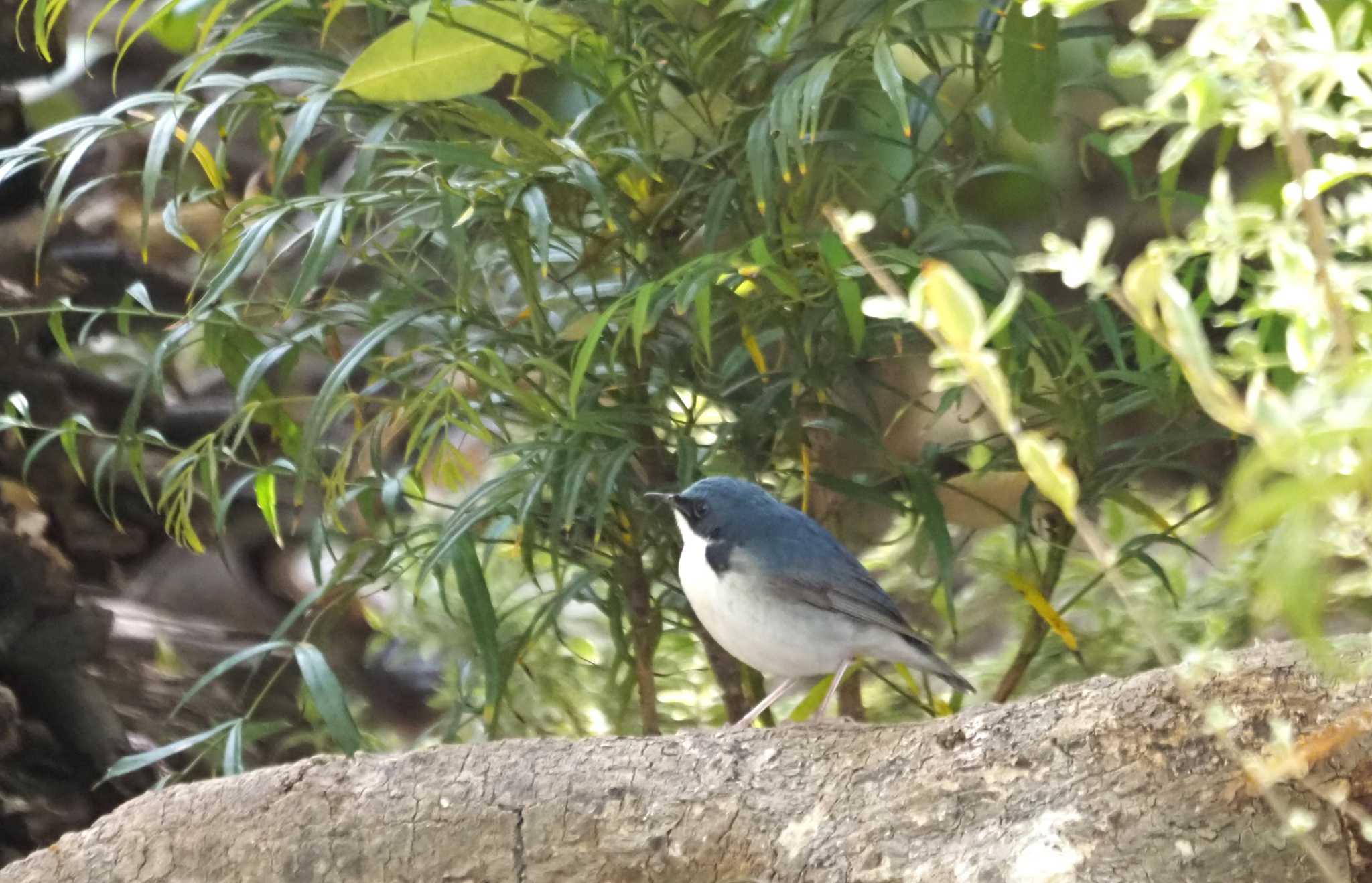 Photo of Siberian Blue Robin at Osaka castle park by マル