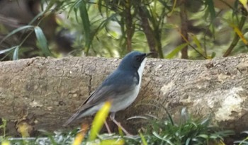 Siberian Blue Robin Osaka castle park Fri, 4/19/2024