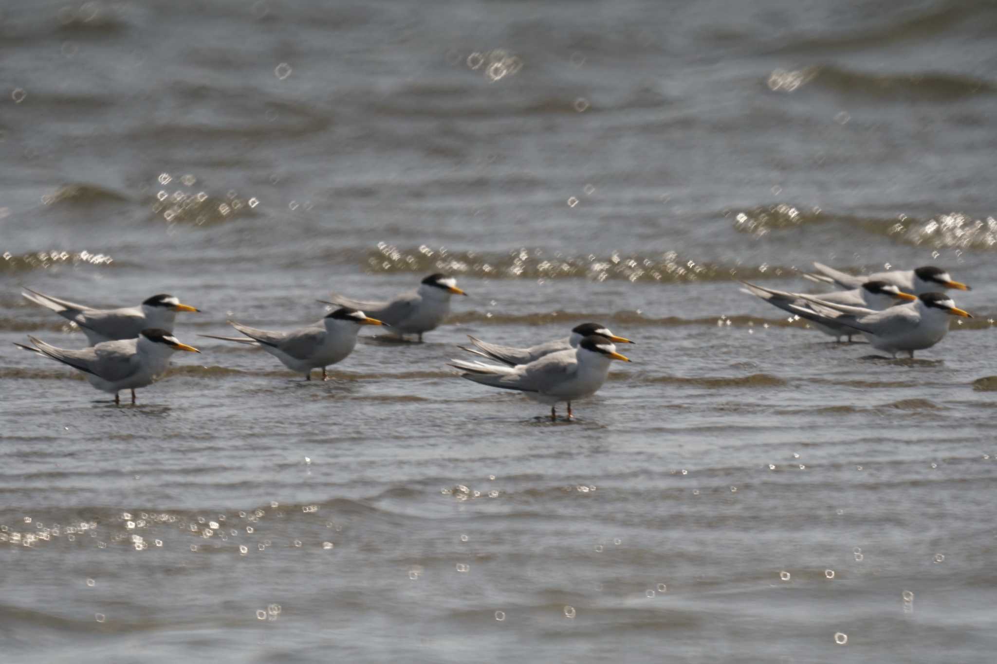 Photo of Little Tern at Sambanze Tideland by sinbesax