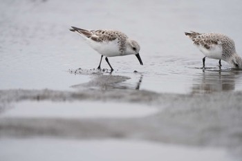 Sanderling Unknown Spots Sat, 4/13/2024