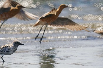 オオソリハシシギ ふなばし三番瀬海浜公園 2024年4月19日(金)