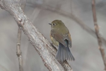 Red-flanked Bluetail Senjogahara Marshland Thu, 4/18/2024