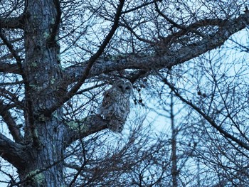 Ural Owl Senjogahara Marshland Thu, 4/18/2024