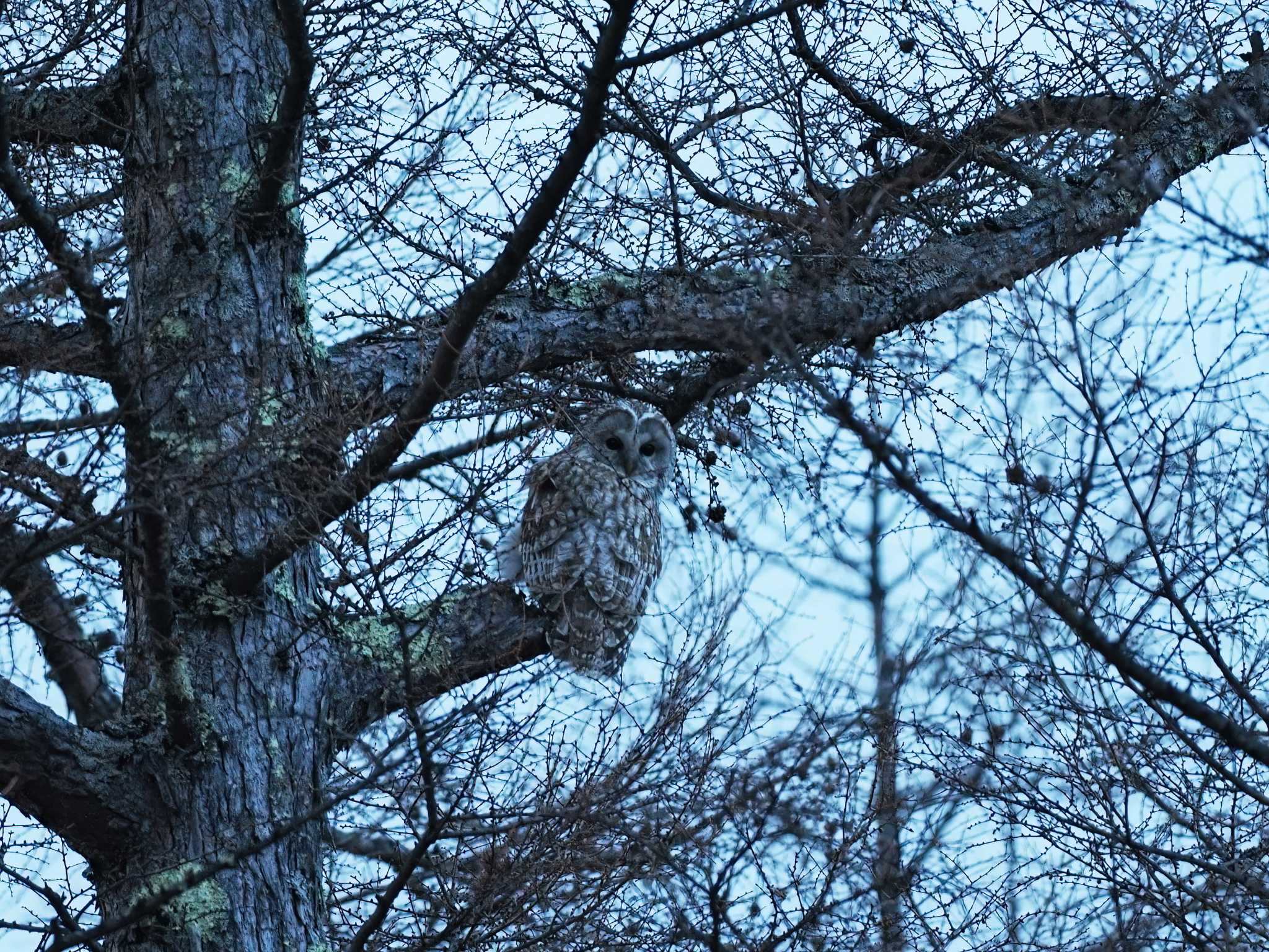 Photo of Ural Owl at Senjogahara Marshland by Siva_River
