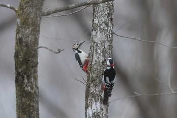 Great Spotted Woodpecker Senjogahara Marshland Thu, 4/18/2024