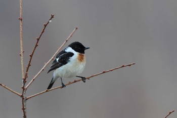 Amur Stonechat Senjogahara Marshland Thu, 4/18/2024