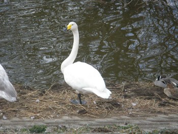 Whooper Swan 清水口調整池(白井市) Thu, 1/2/2020