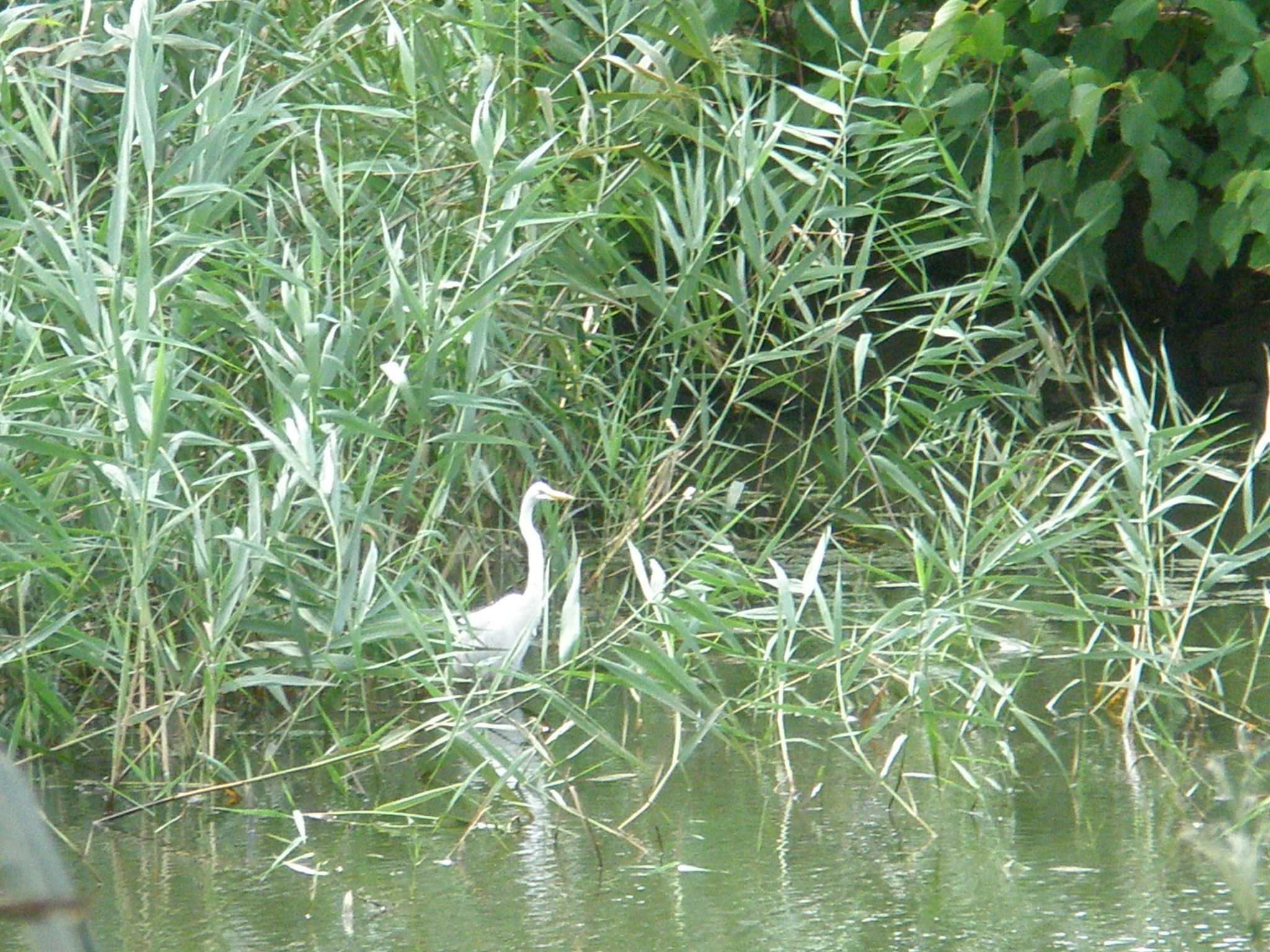 Photo of Great Egret at こざと北公園(市川市) by コンデジ探鳥