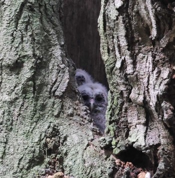 Ural Owl 福岡県内 Fri, 4/19/2024