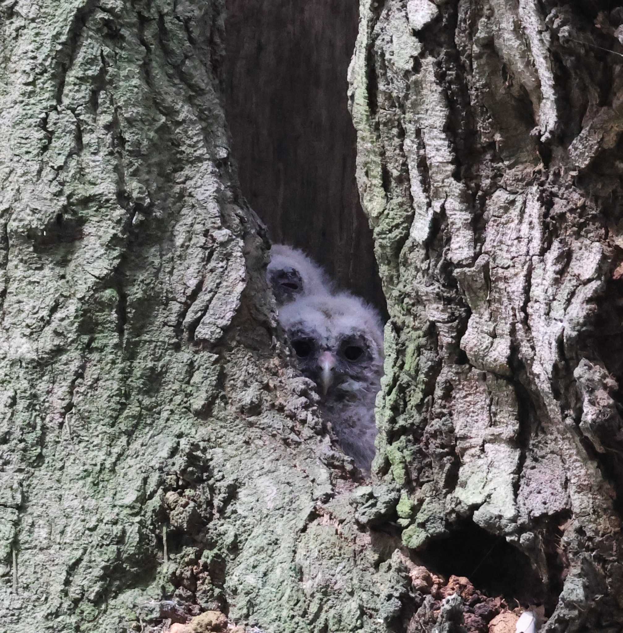 Photo of Ural Owl at 福岡県内 by 気ままに山歩