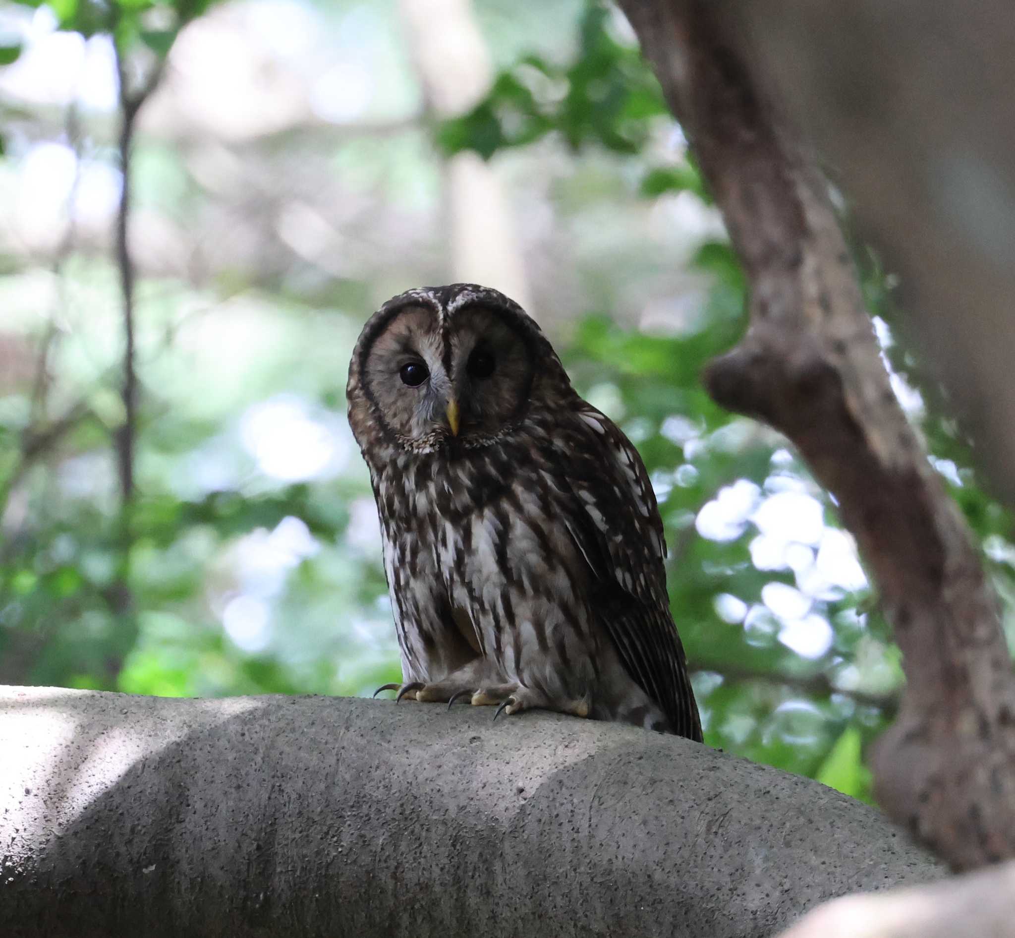 福岡県内 フクロウの写真 by 気ままに山歩