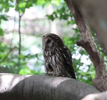 Ural Owl 福岡県内 Fri, 4/19/2024