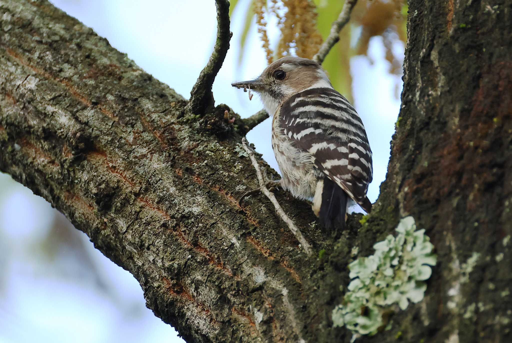 Photo of Japanese Pygmy Woodpecker at 愛知県 by ma-★kun