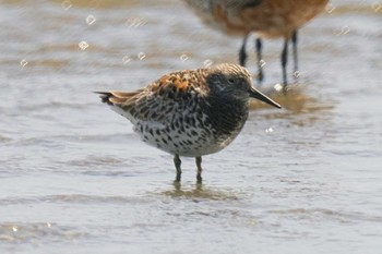 オバシギ ふなばし三番瀬海浜公園 2024年4月19日(金)