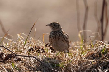 Eurasian Skylark 石狩 茨戸川 Sun, 4/7/2024