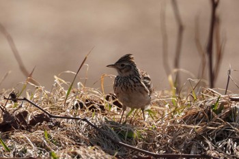 Eurasian Skylark 石狩 茨戸川 Sun, 4/7/2024