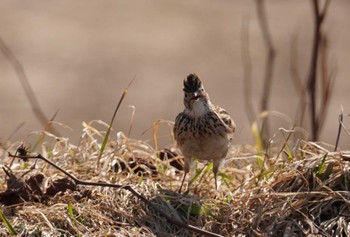 Eurasian Skylark 石狩 茨戸川 Sun, 4/7/2024