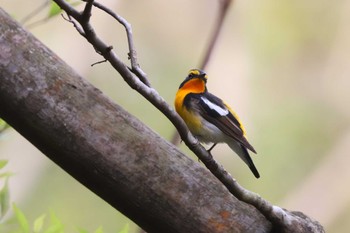 キビタキ 兵庫県西宮市 甲山森林公園 2024年4月15日(月)