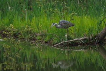 Grey Heron 善福寺公園 Thu, 4/18/2024