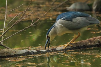 Black-crowned Night Heron 善福寺公園 Thu, 4/18/2024