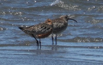 チュウシャクシギ ふなばし三番瀬海浜公園 2024年4月19日(金)