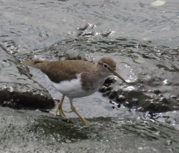 Common Sandpiper 東京湾 Thu, 4/18/2024