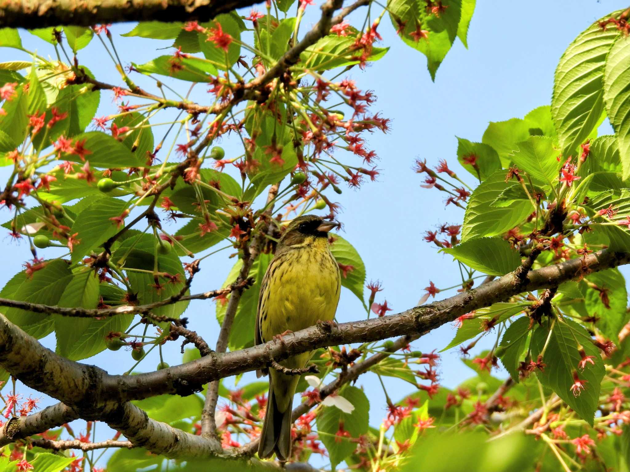 Photo of Masked Bunting at Osaka castle park by samasama3