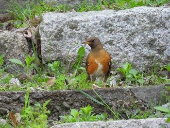 Brown-headed Thrush Osaka castle park Fri, 4/19/2024