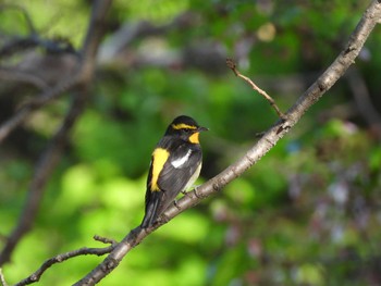 Narcissus Flycatcher Osaka castle park Fri, 4/19/2024