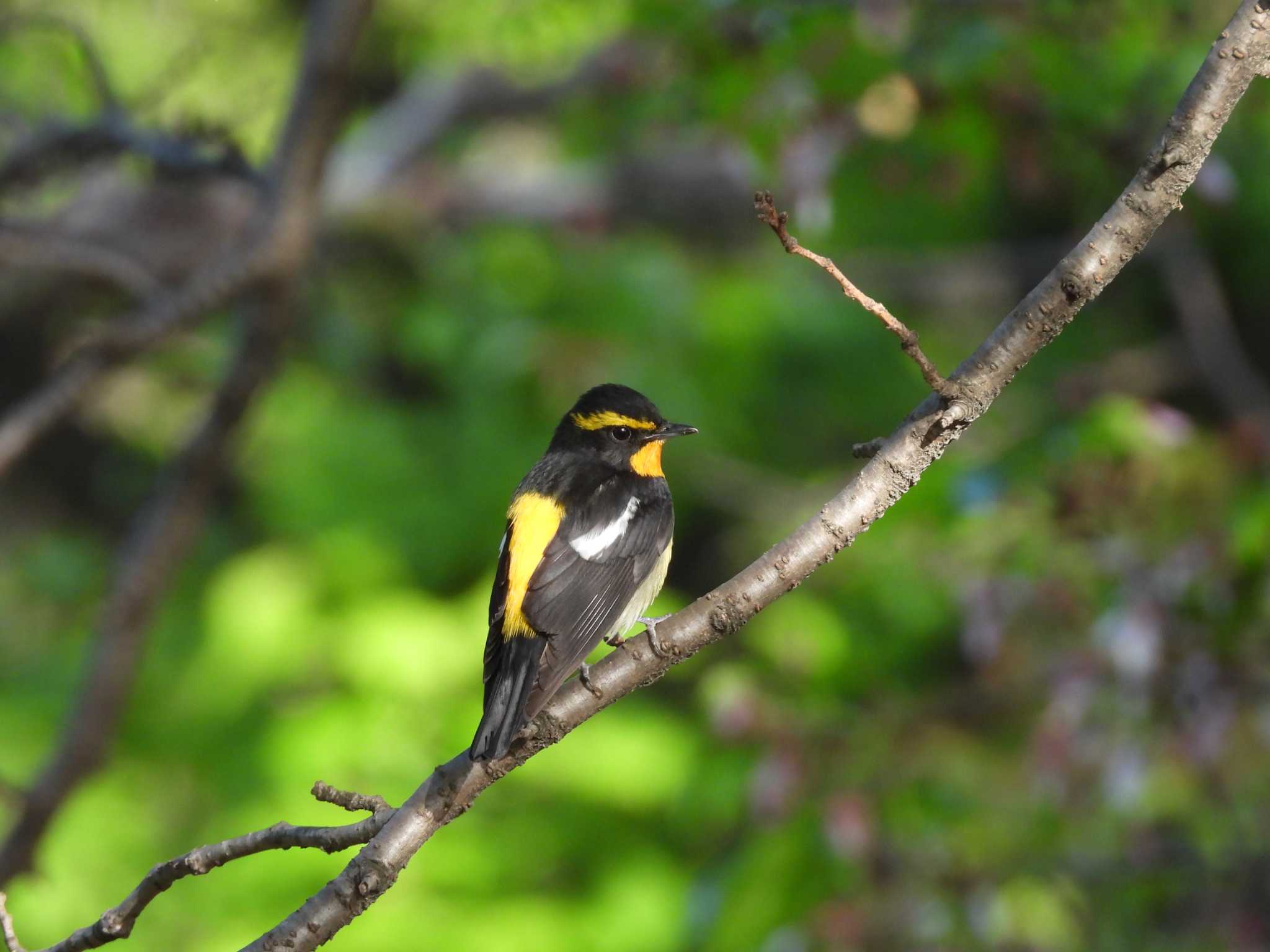 Photo of Narcissus Flycatcher at Osaka castle park by samasama3