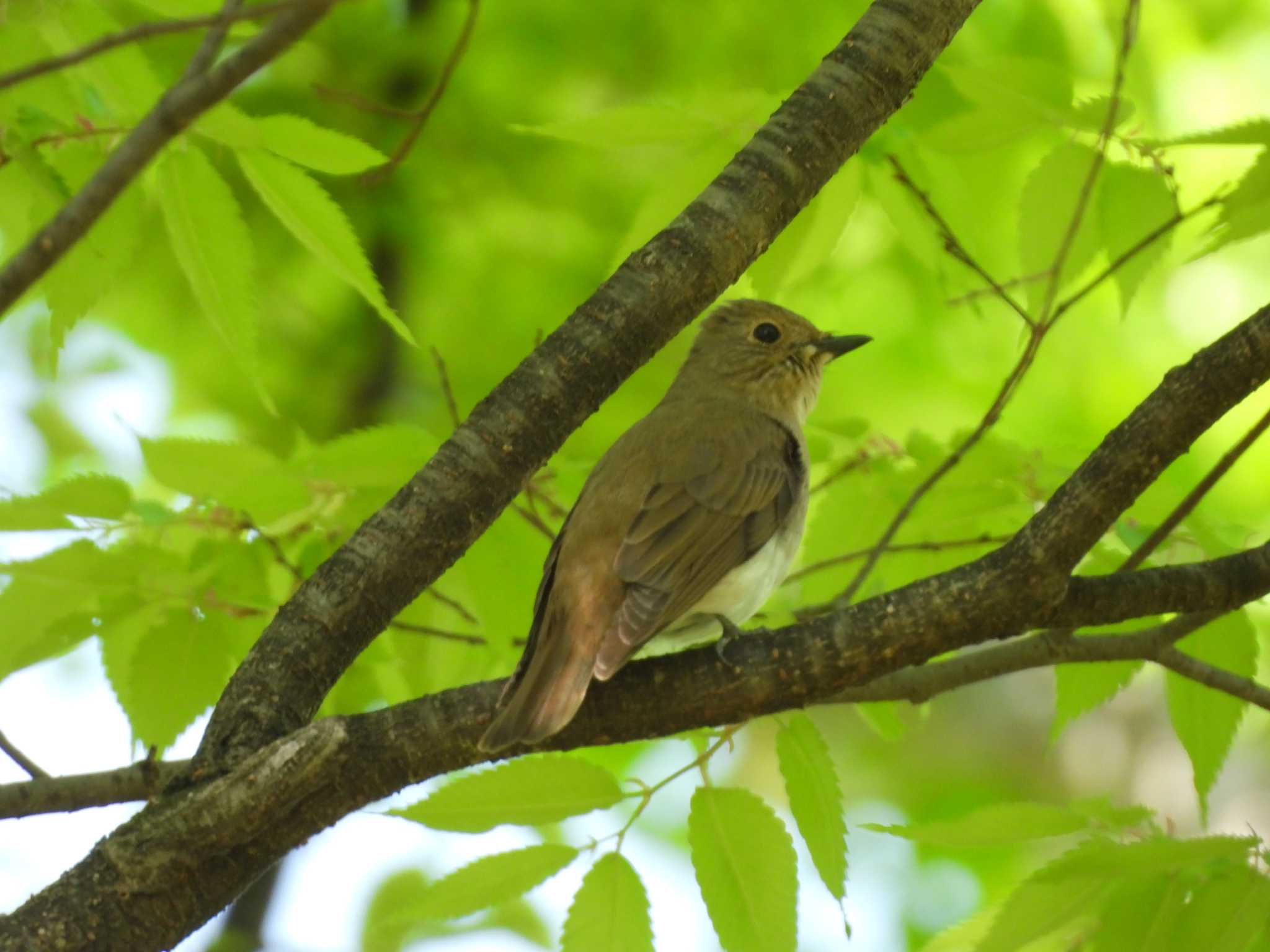 Photo of Blue-and-white Flycatcher at Osaka castle park by samasama3