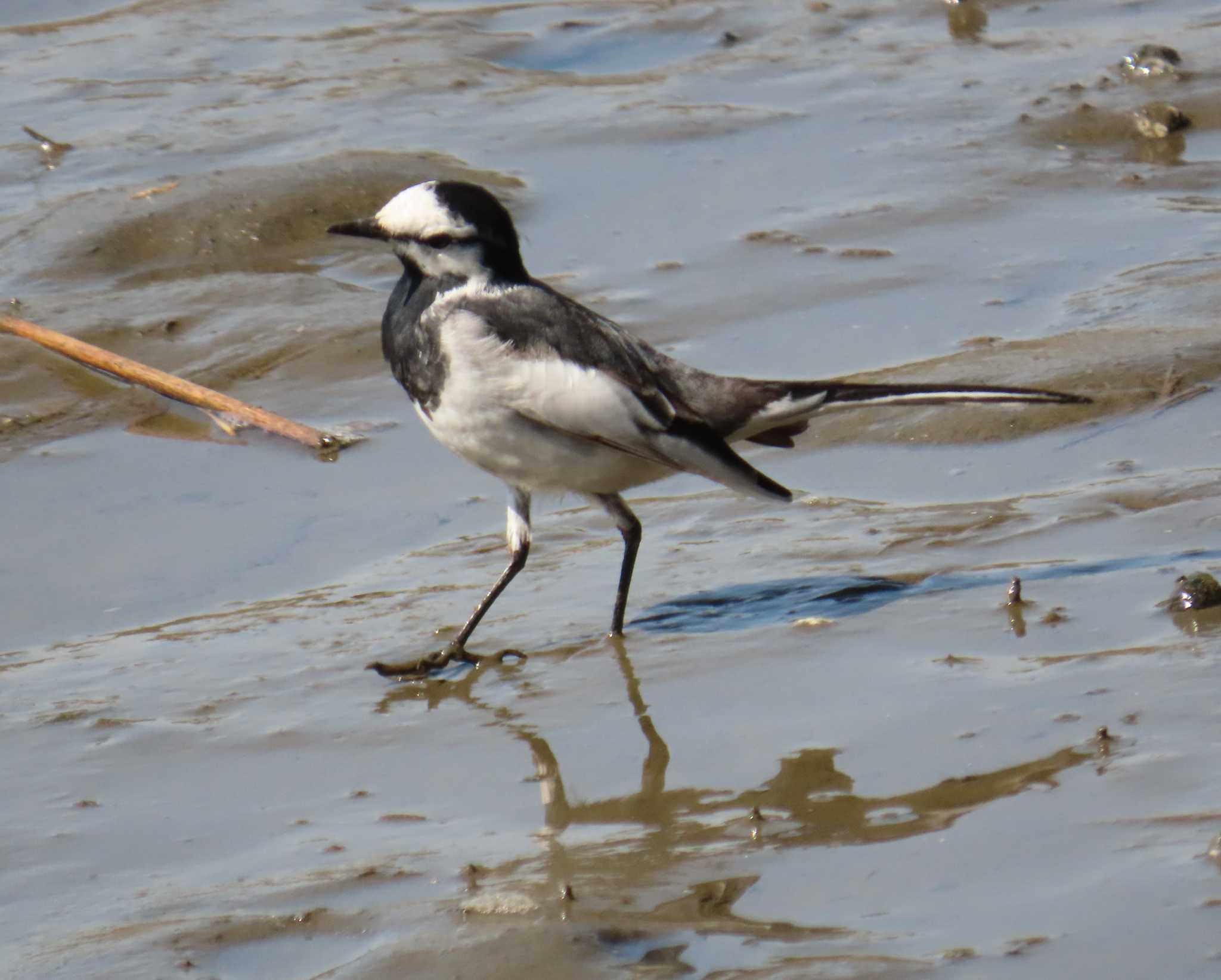 Photo of Wagtail at Kasai Rinkai Park by チョコレート