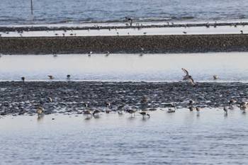 ハマシギ ふなばし三番瀬海浜公園 2024年2月18日(日)