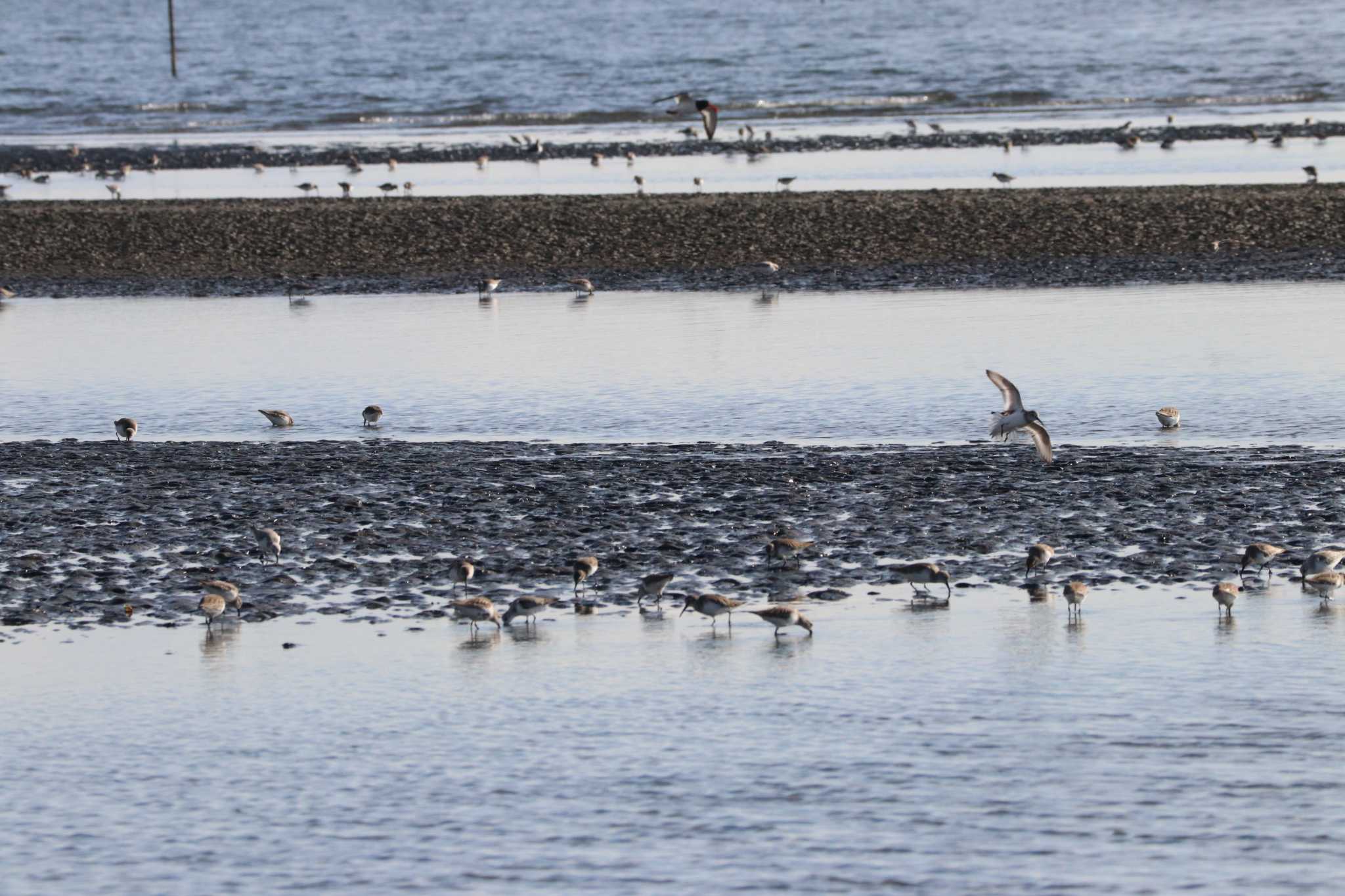 Photo of Dunlin at Sambanze Tideland by バンケン