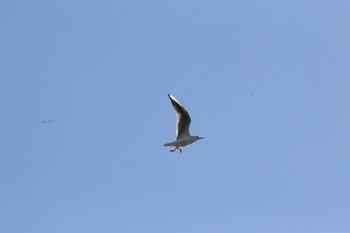 Black-headed Gull Sambanze Tideland Sun, 2/18/2024