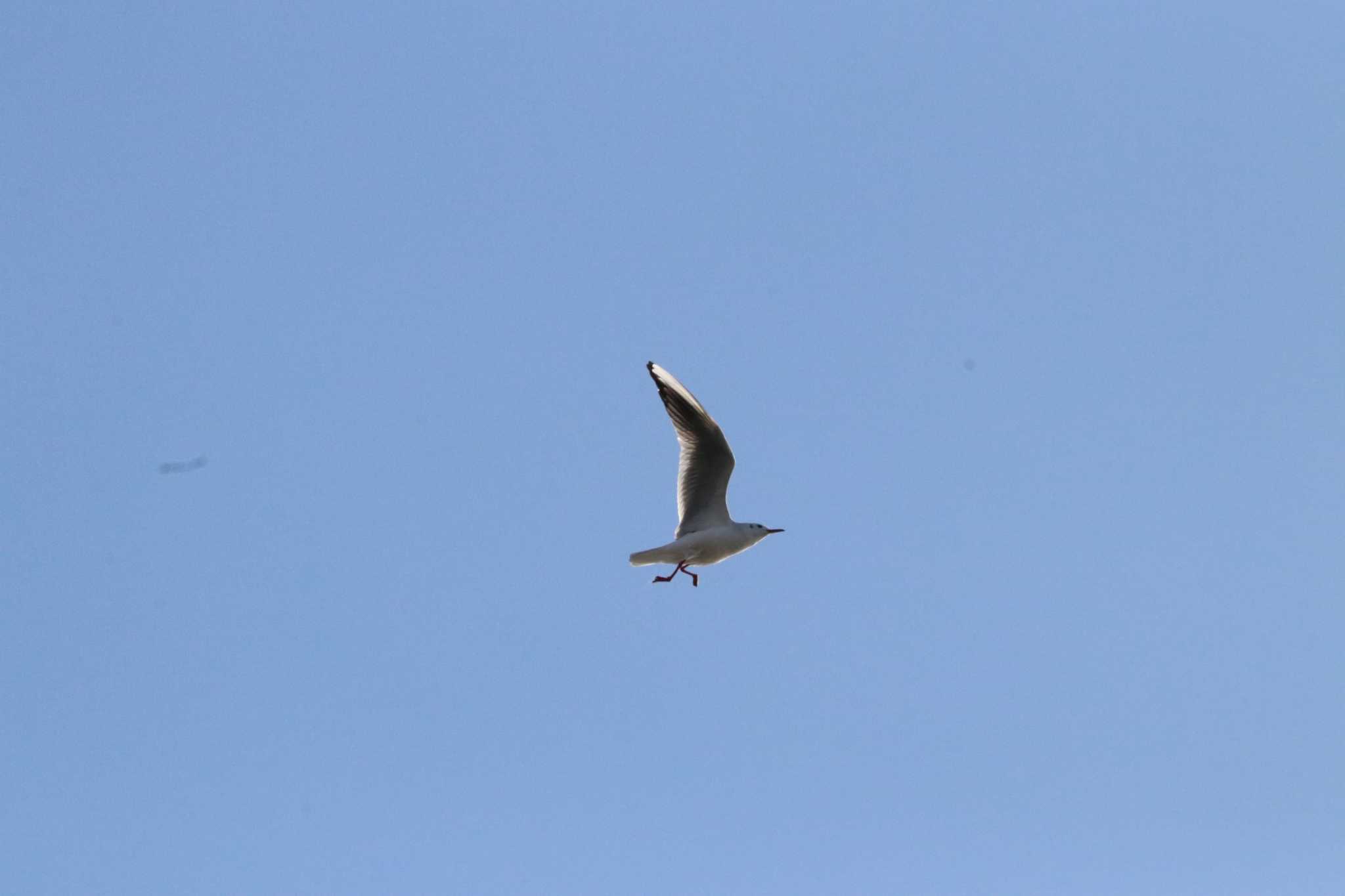 Black-headed Gull