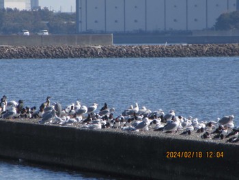 セグロカモメ ふなばし三番瀬海浜公園 2024年2月18日(日)