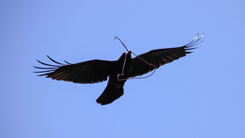 Large-billed Crow 渋谷区代々木 Fri, 3/30/2018