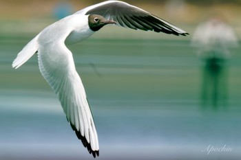 ユリカモメ ふなばし三番瀬海浜公園 2024年4月13日(土)